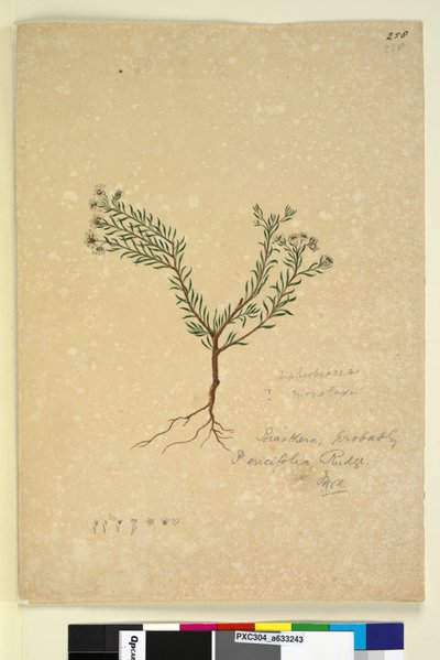 Page 258. Poranthera ericifolia by John William Lewin